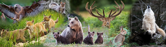 The Meaning Behind Spirit Animals & What They Say About You