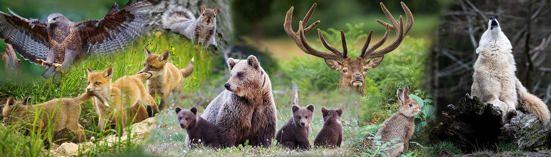 The Meaning Behind Spirit Animals & What They Say About You